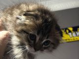 Yavru British Shorthair