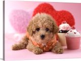 Kahve Tonlu Puppy Kıvırcık Tüylü Malti̇po Ci̇nsi̇ 