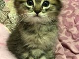 Yavru British Shorthair