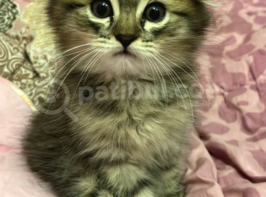 Yavru British Shorthair görsel