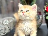 A kalite BRİTİSH SHORTHAİR GOLDEN  yavrular