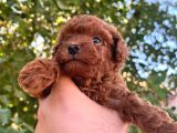 Petibör Tadında Toy Poodle Bebeklerimiz