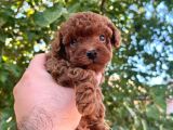 Petibör tadında toy poodle bebeklerimiz