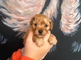 Latte tadında maltipoo bebeklerimiz