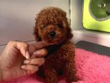 A KALİTE RED BROWN MİNİ TOY POODLE BEBEKLER