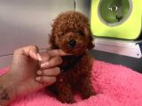 A Kali̇te Red Brown Mi̇ni̇ Toy Poodle Bebekler