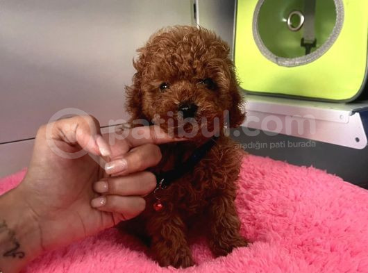 A Kali̇te Red Brown Mi̇ni̇ Toy Poodle Bebekler görsel