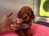 A Kali̇te Red Brown Mi̇ni̇ Toy Poodle Bebekler