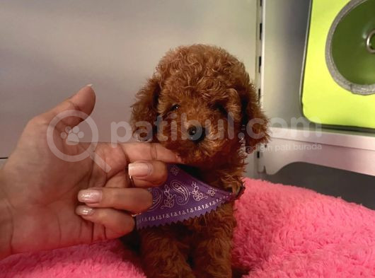 A Kali̇te Red Brown Mi̇ni̇ Toy Poodle Bebekler görsel