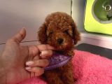 A Kali̇te Red Brown Mi̇ni̇ Toy Poodle Bebekler