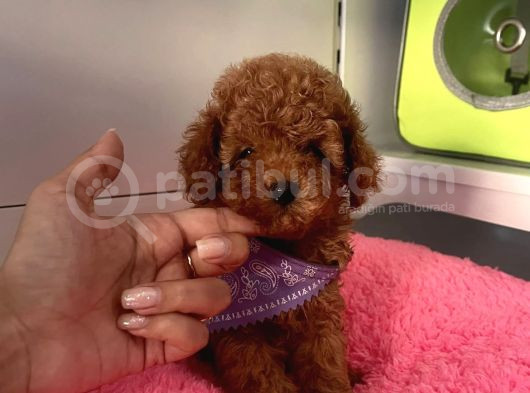 A Kali̇te Red Brown Mi̇ni̇ Toy Poodle Bebekler görsel