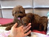 Kore Poodle kızımın yavruları