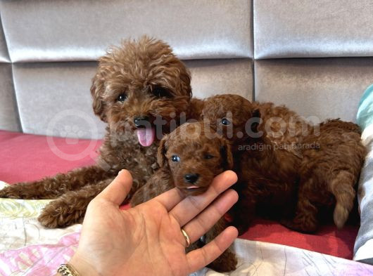Kore Poodle Kızımın Yavruları