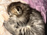 Yavru British Shorthair