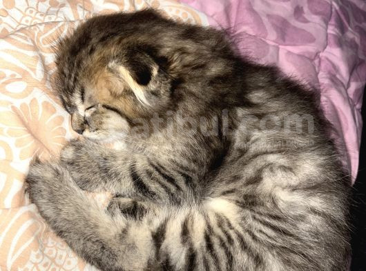 Yavru British Shorthair görsel