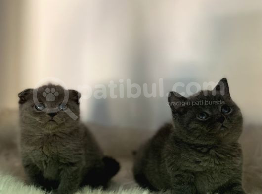 Özel Ayı Surat Safkan Orjinal Yavrularım