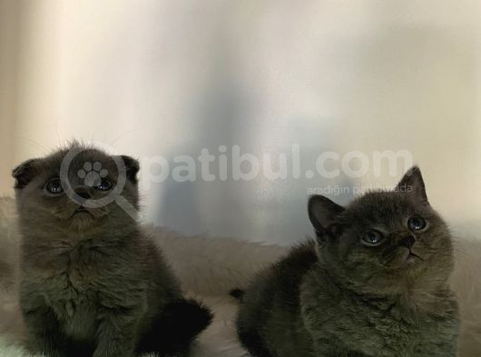 Özel Ayı Surat Safkan Orjinal Yavrularım görsel