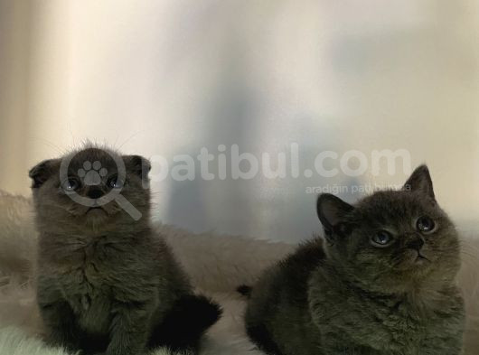 Özel Ayı Surat Safkan Orjinal Yavrularım görsel