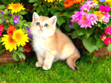 British Shorthair Golden Bebekler