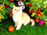 British Shorthair Golden Bebekler