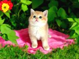 British Shorthair Golden Bebekler