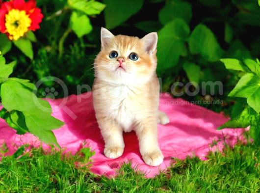 British Shorthair Golden Bebekler
