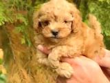 Kahve tonlu puppy kıvırcık tüylü MALTİPO CİNSİ 
