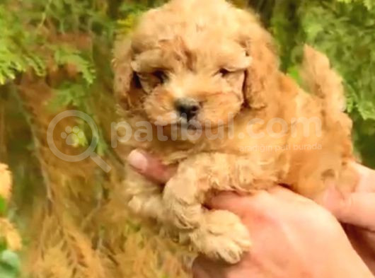 Kahve Tonlu Puppy Kıvırcık Tüylü Malti̇po Ci̇nsi̇ 