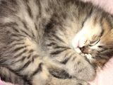 Yavru British Shorthair