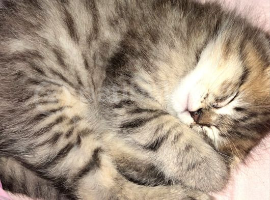 Yavru British Shorthair görsel