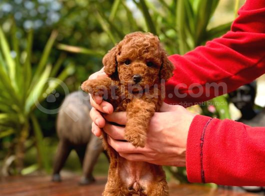 Eğitmenden Sağlık Garantili Ve Kaliteli Yavru Toy Poodle  görsel