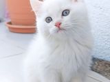 Ciddi Alıcılar