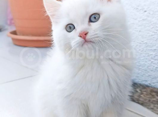 Ciddi Alıcılar görsel