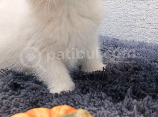 Ciddi Alıcılar