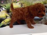 Çok Tatlı Red Brown Orijinal Toy Poodle