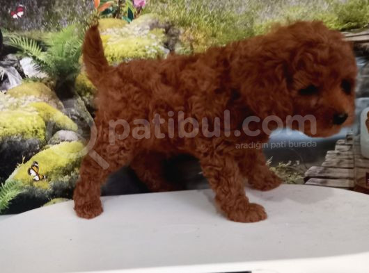 Çok Tatlı Red Brown Orijinal Toy Poodle görsel