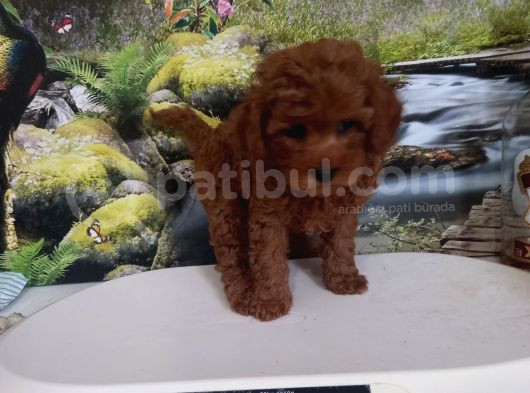 Çok Tatlı Red Brown Orijinal Toy Poodle