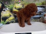 Çok Tatlı Red Brown Orijinal Toy Poodle