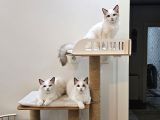 Show Class Secereli Ragdoll Yavrular
