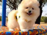 Pomeranian Boo