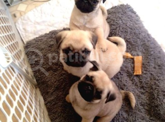 Pug Mops Puppi̇es