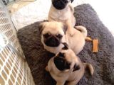 Pug Mops Puppi̇es