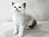 Show Class Secereli Ragdoll Yavrular