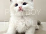 Show Class Secereli Ragdoll Yavrular
