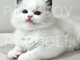 Show Class Secereli Ragdoll Yavrular