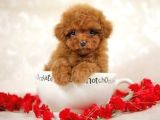 TEACUP 2 KG GARANTİSİ ALTINDA KIRMIZI RED TOOY POODLE 