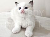 Show Class Secereli Ragdoll Yavrular