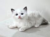 Show Class Secereli Ragdoll Yavrular
