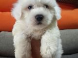Istanbul Köpek Çiftliği Maltese Terier Yavrular