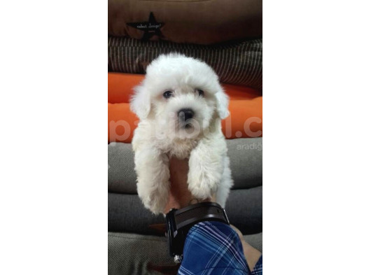 Istanbul Köpek Çiftliği Maltese Terier Yavrular görsel